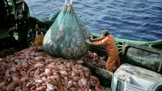 Через 30 лет в морях и океанах может закончиться вся рыба