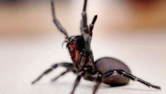 Устранить симптомы инсульта помогут ядовитые пауки