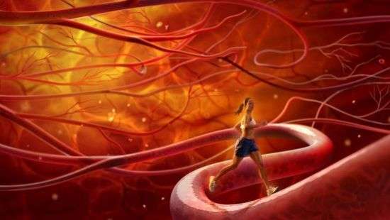 Медики раскрыли секрет молодости сосудов