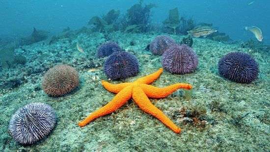 Специалисты вырастили новые кости из иголок морских ежей