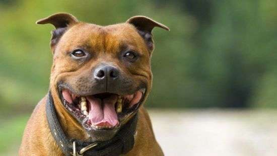 В Лондоне собака загрызла хозяина во время интервью журналистам