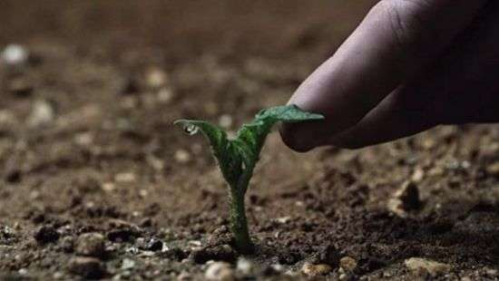 Специалисты вырастили картошку на почве Марса