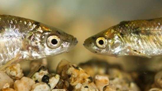 С 1 апреля в Украине вводится запрет на рыбалку