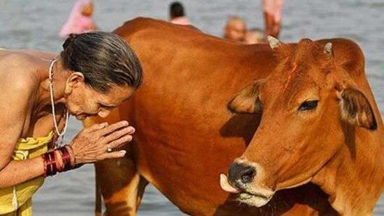 В Индии за убийство коров будут садить на пожизненный срок