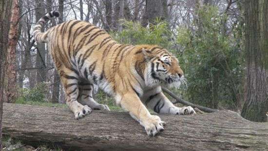 В джунглях Таиланда обнаружили практически вымерших индокитайских тигров (видео)