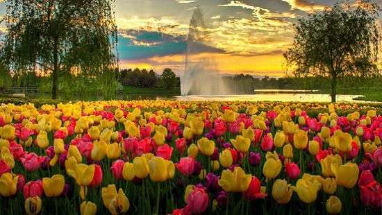Открылся самый большой сад тюльпанов для туристов