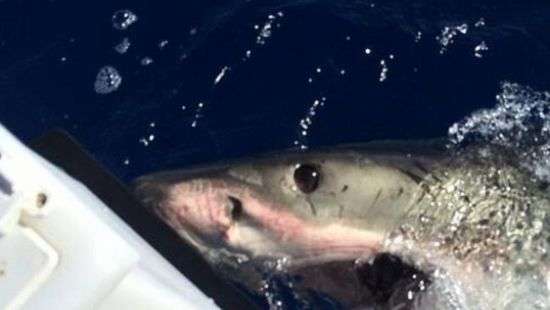 У берегов Австралии акула перекусила пополам лодку, в которой находился мужчина