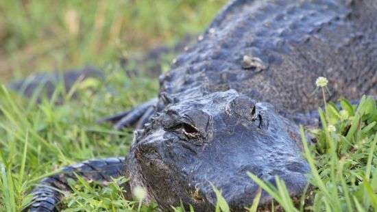 Отважный оператор запечатлел прогулку самки аллигатора с детенышами по полю для гольфа