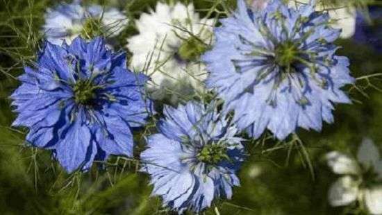 Найдено лекарство от всех болезней