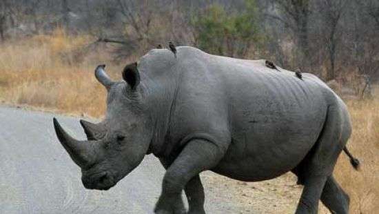 В Малайзии задержали партию рогов носорогов стоимостью $3 млн