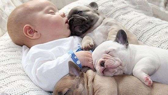 Врачи рассказали, от каких недугов защитит собака