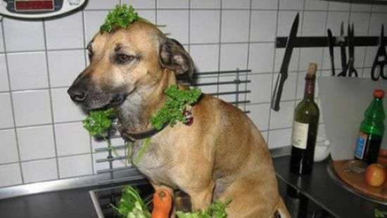 Жителям Тайваня запретили есть кошек и собак