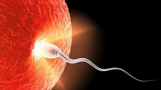 Вылечить рак помогут сперматозоиды