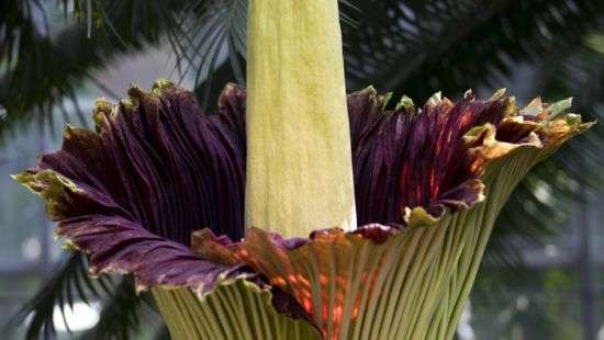 В Бельгии зацвели два самых крупных в мире «трупных цветка» (фото)