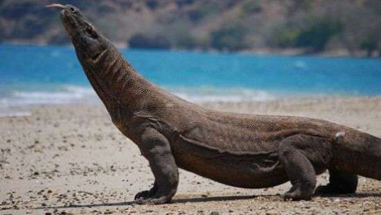 Ученые назвали животное, чья кровь способна заживлять раны