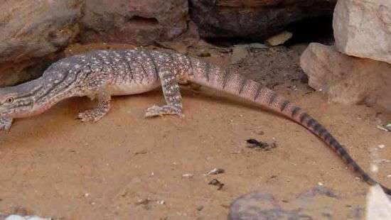 Редкий варан сбежал из Таиланда в Британию в чемодане туриста