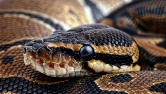 В Британии питона лечили от анорексии, а кота выводили из летаргического сна