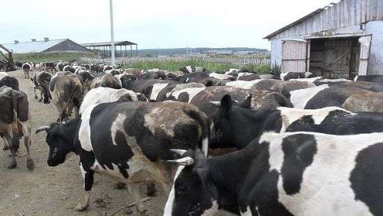 В Украине становится меньше коров и свиней