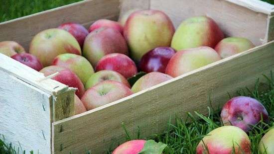 Украина рекордно нарастила экспорт яблок