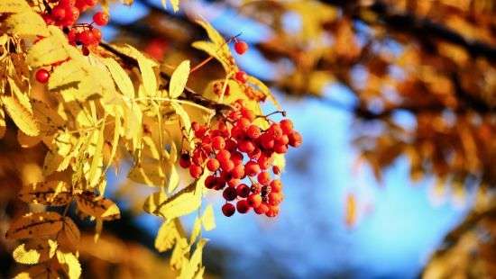 Украинских полицейских оденут в форму с ягодами и листьями калины