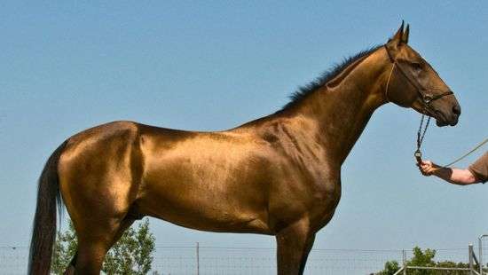В Туркменистане владельца самого красивого коня наградят внедорожником
