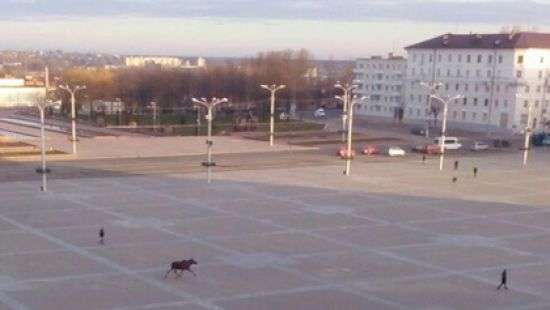 В Беларуси власти Витебска решают, как выгнать из города лося