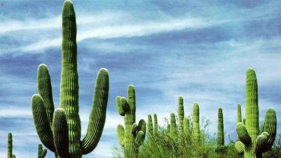 В Мексике наркобароны устроили кровавые разборки