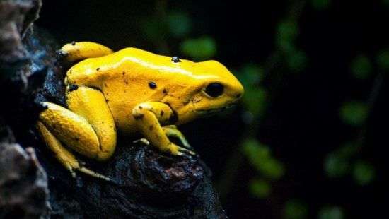 Гражданин России сбежал из плена в Колумбии