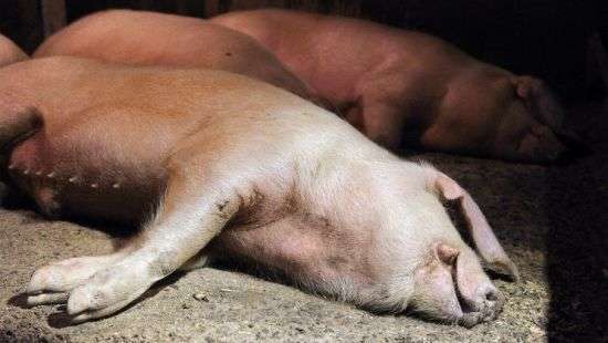 В Украине появится колбаса из мяса животных, подлежащих уничтожению