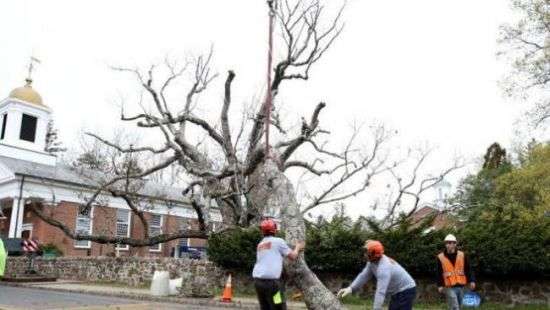В США спилили дерево, у которого обедал Джордж Вашингтон