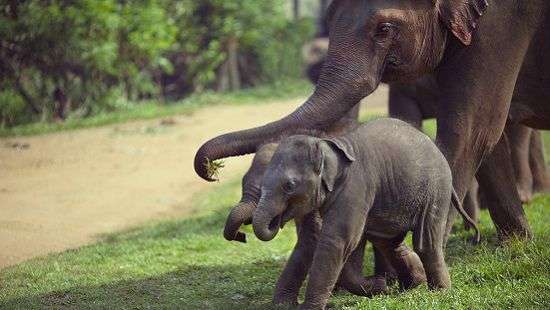 Власти разрешили усыновлять животных