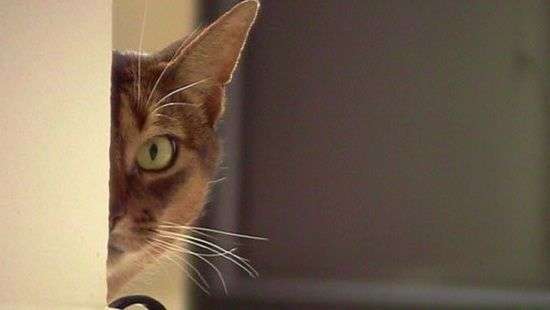 Кошки станут агентами разведки