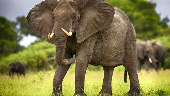 В лечении рака помогут слоны – ученые