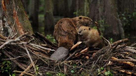 Эстония разорит плотины бобров во имя безопасности