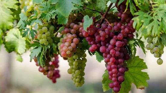 Дантисты назвали фрукт, который укрепит зубы