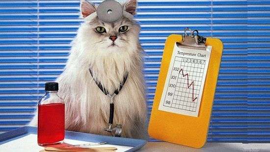 Названы животные, которые продлевают жизнь