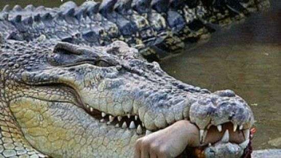 В Зимбабве священника, который хотел пройти по воде как Иисус, съели крокодилы