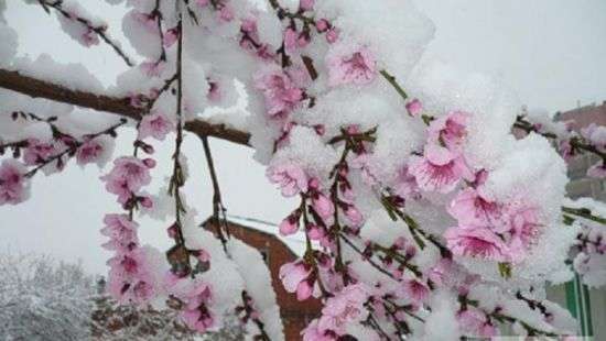 Украине угрожает дефицит фруктов и ягод