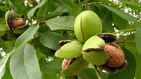 Медики назвали орех, который вернет людям зрение