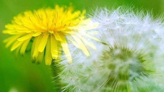 Контрацептивы будут делать из цветов