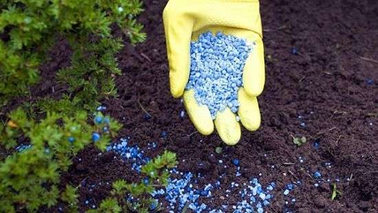 Кутовой пролоббировал интересы российского бизнеса в ущерб Украине