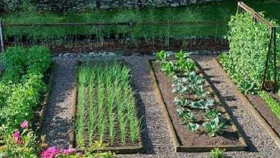 Медики рассказали, от какого опасного недуга спасет садоводство