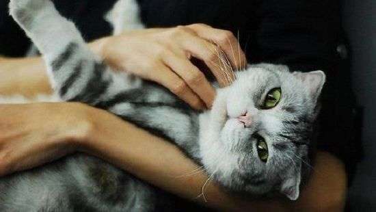 В Ирландии появилась необычная профессия