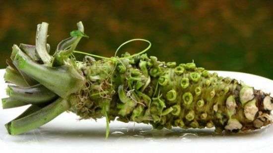 Средство от облысения найдено в японском хрене