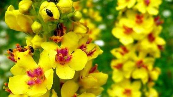 Врачи назвали траву, которая вылечит от бронхита и астмы