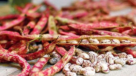 Отечественные аграрии могут крупно заработать на фасоли