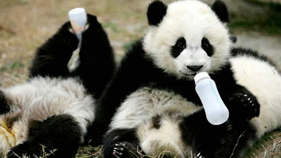 Эксперты назвали самое няшное место на планете (ФОТО)