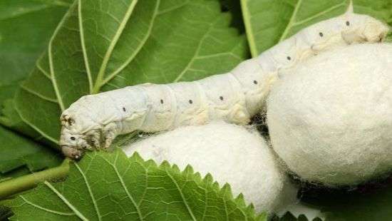 Ученые нашли способ восстановить слух с помощью бабочек