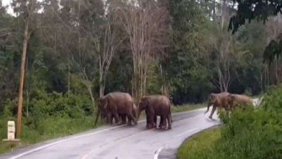 В Таиланде стая слонов ограбила трехтонный грузовик с фруктами (фото)
