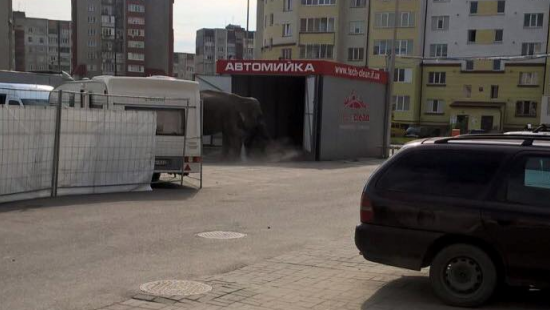 В Ивано-Франковске слон гулял по городу и мылся в автомойке (фото)